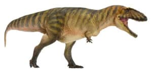 Carcharodontosauro